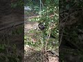 Screm