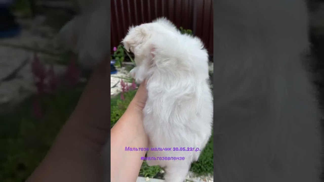 Мальтезе мальчик 30.05.22г.  Курносик ищет мампап 