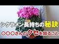 【谷澤園芸さんご提供】シクラメンを長持ちさせるには生産者さんを知ると簡単！