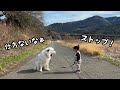 【絆】2歳児が歩くと歩き始め、止まると止まって指示を待つ超大型犬が優しくて偉大すぎる…|グレートピレニーズ&オールドイングリッシュシープドッグ&トイプードル