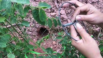 Cách đặt cạm bán nguyệt.đánh chuột. Cò, vạc, diệc. Vv hiệu quả giá rẻ lh 0865 692 498,