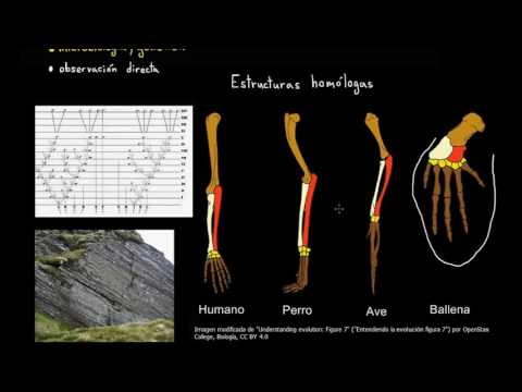 Evidencias de la evolución | Biología | Khan Academy en Español