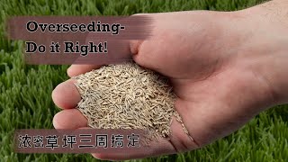 草坪維護（5）濃密草坪三星期搞定：補草籽你做對了嗎？ Lawn Maintenance 5: How to Over-seed your lawn