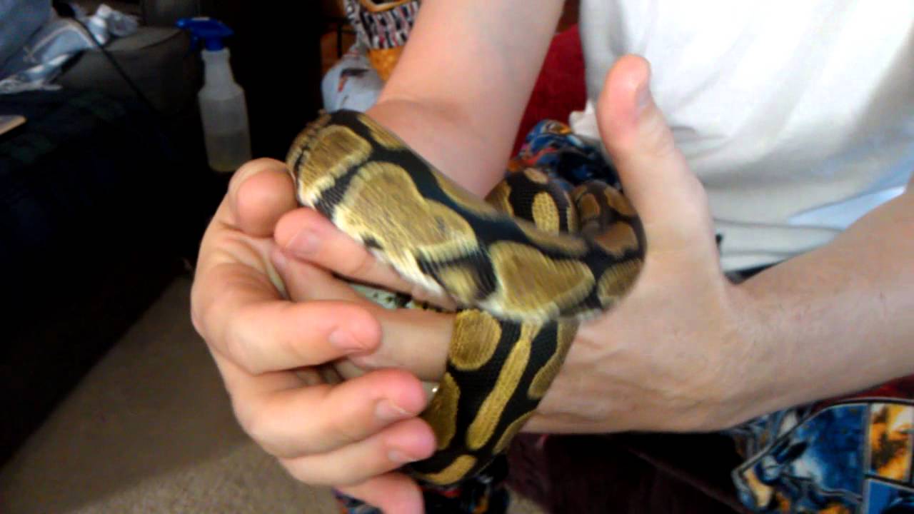 My Normal ball python - YouTube