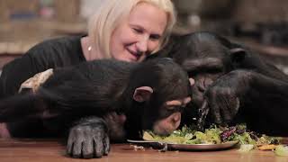 The NEW Chimp Dinner LIVE! 05.01.22 by Myrtle Beach Safari 17,035 views 2 years ago 30 minutes