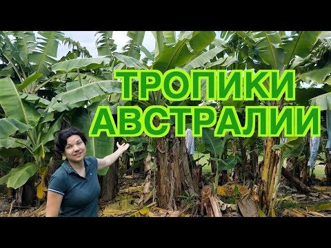 Видео: Что такое слои тропического леса?