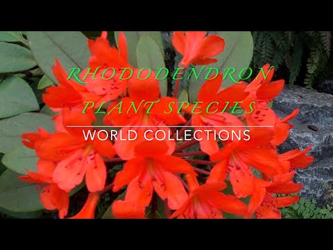 Βίντεο: Rhododendron Yellow (17 φωτογραφίες): περιγραφή των ποικιλιών 