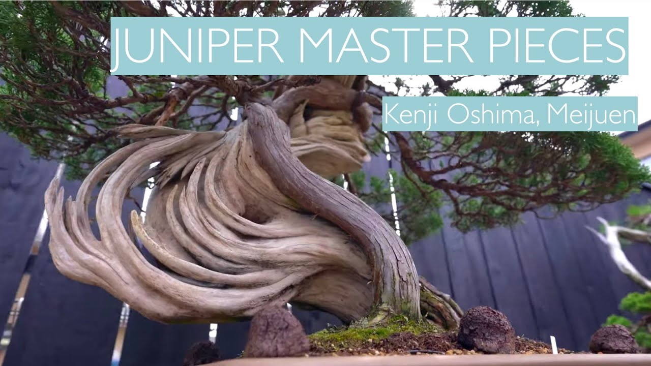 [ 真柏コレクション ] 大島健資 先生 大島明樹園