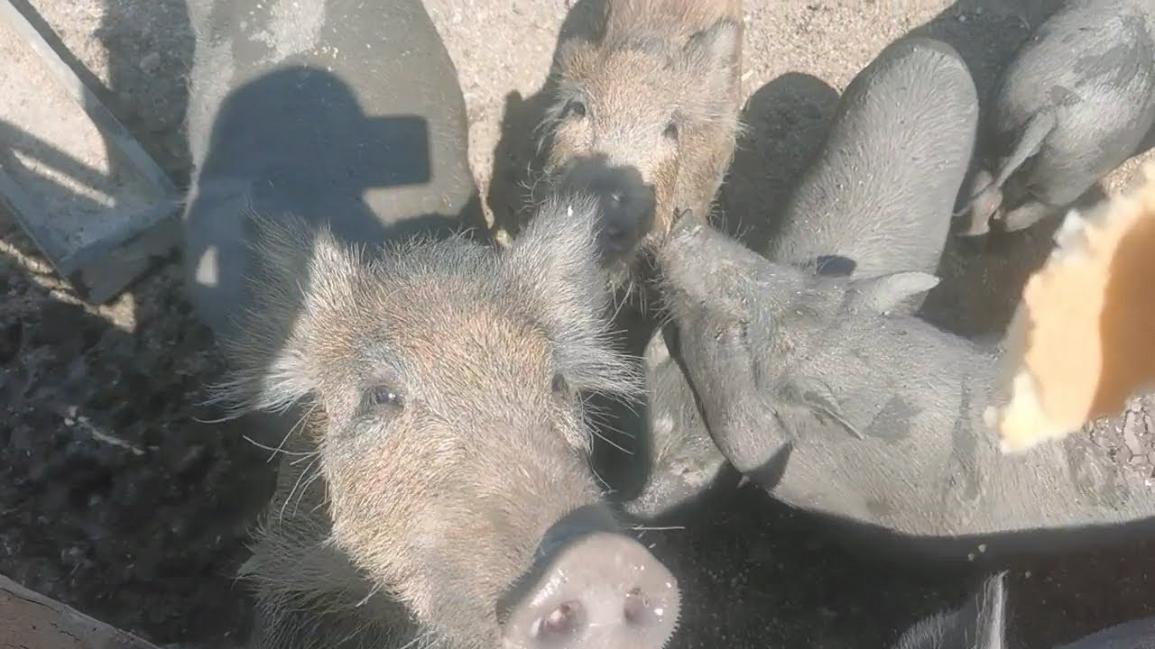 Фунтик на машине