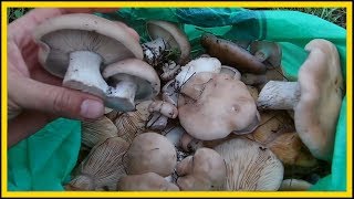 СУПЕР способ выращивания грибов в саду своими руками