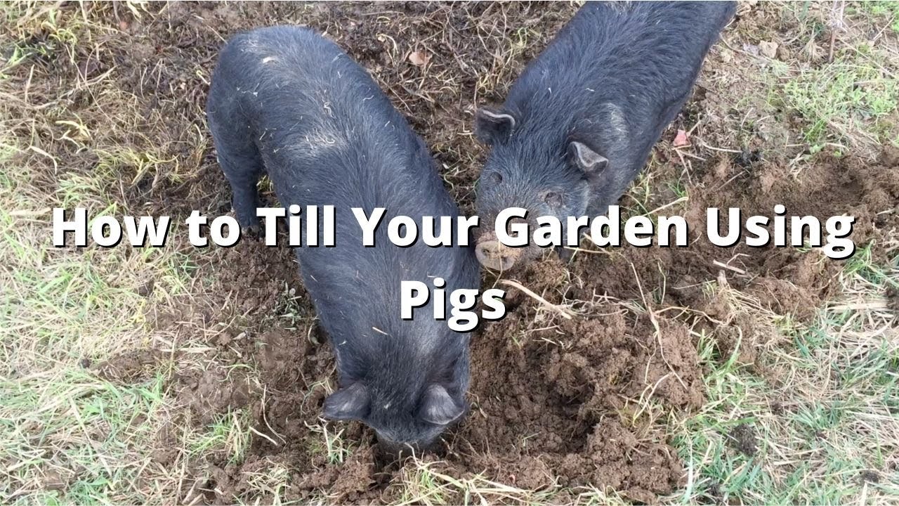 How To Till A Garden Without A Tiller Using Pigs Farmhacker Com