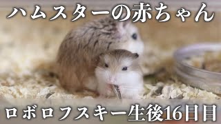 Download ロボロフスキーハムスターの赤ち