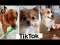 TIK TOK Doggos That Will Make You Laugh ~  Cutest TikTok Puppies