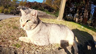 お散歩中に芝生のソファーで休憩するサバトラ猫