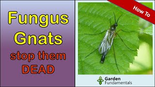 Fungus Gnat Control  Best Ways to Get Rid of Fungus Gnats