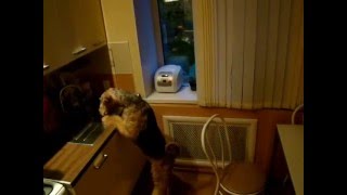 Эрдельтерьер один дома. Airedale home alone. Эрдельтерьер один дома. Airedale home alone.
