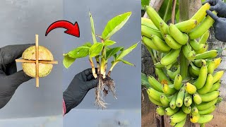 Applying this technique will help the banana tree produce many seedlings