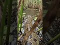 Inside an Anaconda – Micro Camera Footage😳🐍This Camera Went Inside an Anaconda… Here’s What It Saw 🐍