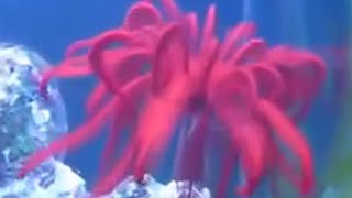Download Swimming Crinoids Feather Starfish : The Living Fossil Video MP3 Swimming Crinoids Feather Starfish : The Living Fossil