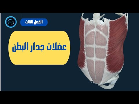 عضلات جدار البطن السنة التحضيرية الفصل الثالث