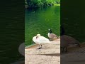 Wait for the end, beautiful swan and goose #swan #birds #goose #river #trending #nature #new #shorts