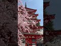 Cherry blossom season in Japan is 😍