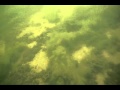 Lake Swimming 2012
