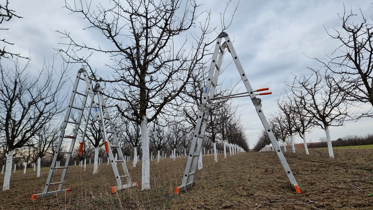 Rezidba šljive u sedmoj godini, sorta stenlej
