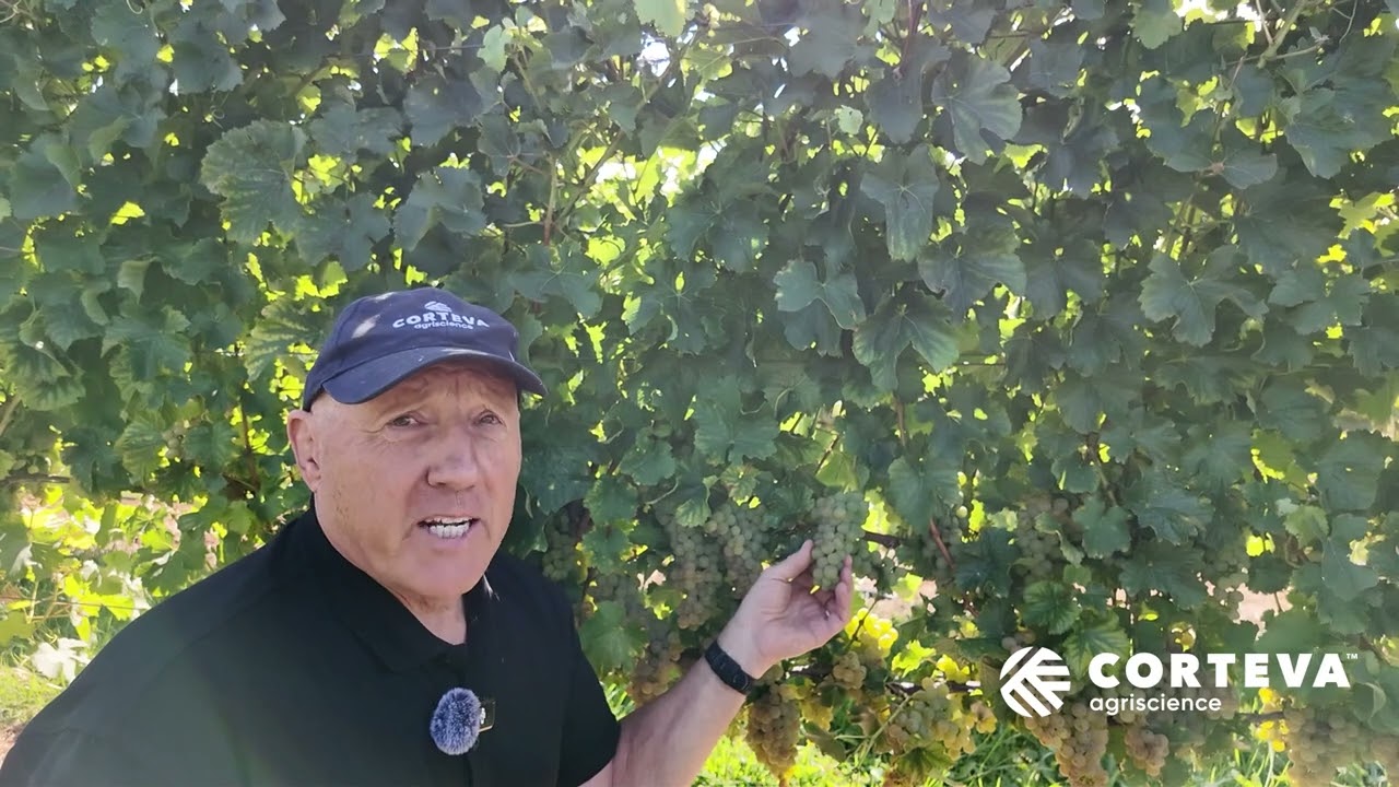 CC  Leafroller Control in Winegrapes