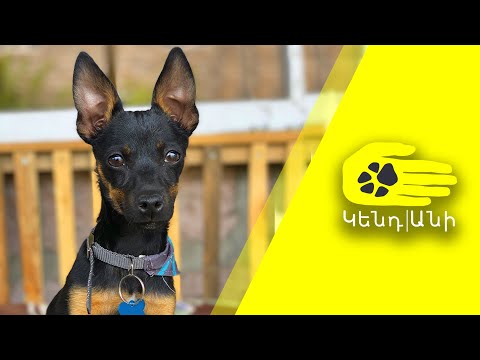 Video: Մանրանկարչություն Schnauzer շների ցեղատեսակի հիպոալերգիկ, առողջության և կյանքի տևողություն