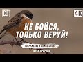 Не бойся, только веруй! | Библейские стихи о вере под звуки природы | Relaxing