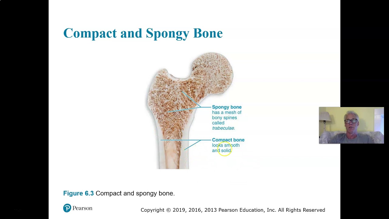 Ch 6 Part 1 Bones Tissue Anatomy of Bone Tissue - YouTube