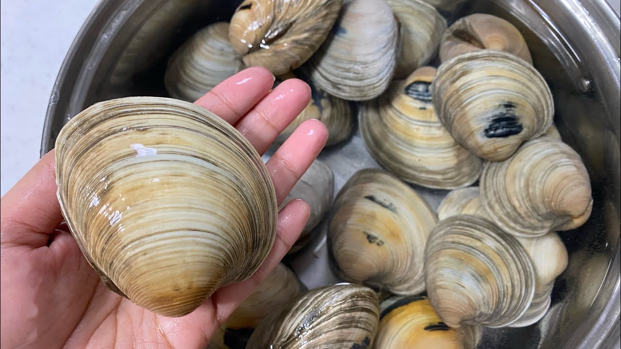 OLAHAN KERANG 