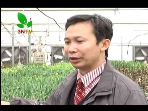 Video Kỹ thuật trồng hoa Tulip - youtube