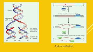 replication#dna#molecular Biology#prokaryotes#eukaryotes