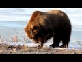 Grizzly Bear Digging for Roots
