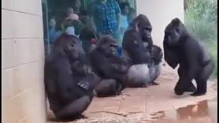 Lucu banget /#gorila takut sama hujan