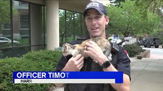 Officer adopts adorable kitten he rescued while on call