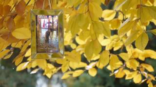 Project AE -  Golden Autumn Gallery