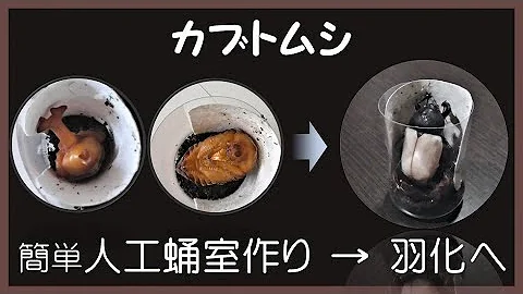人工蛹室作り方