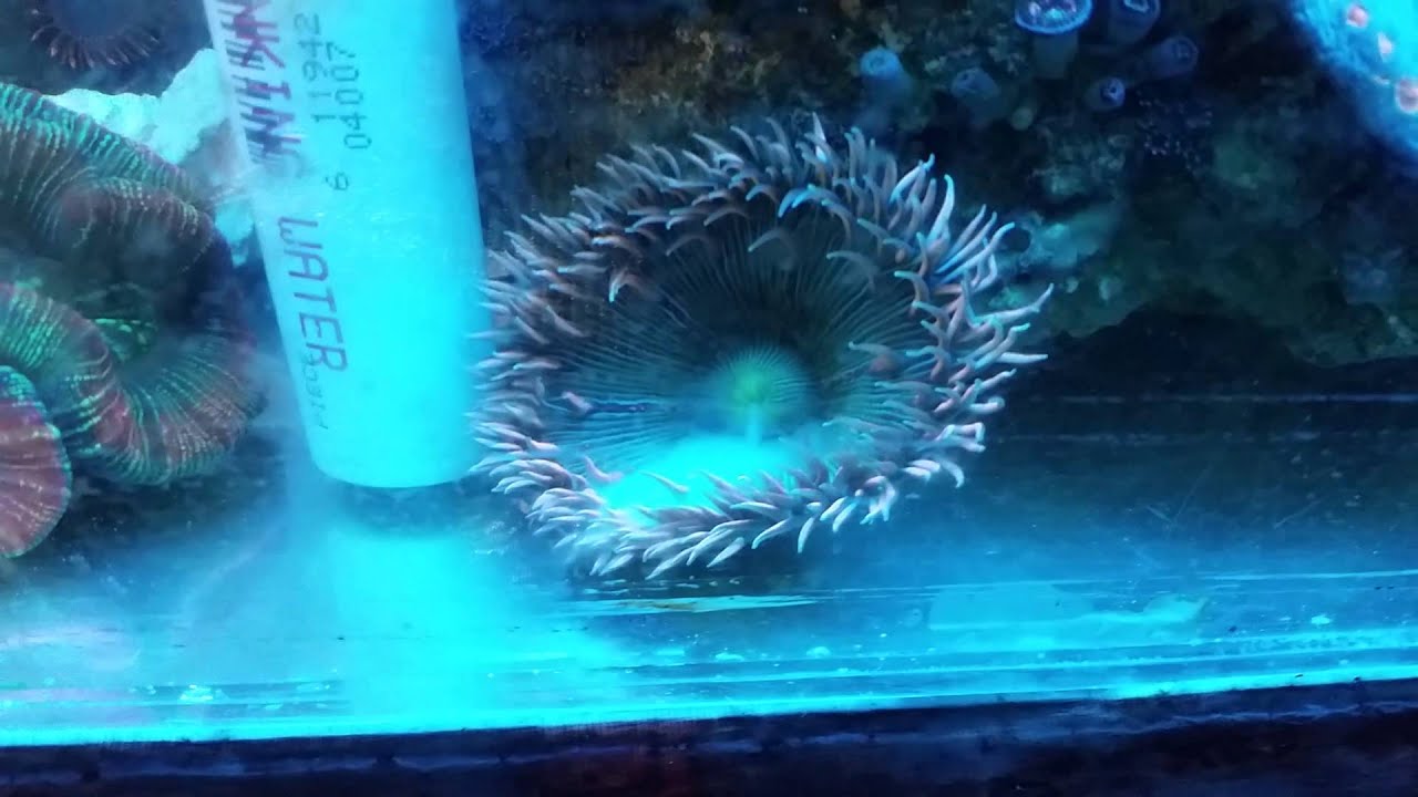 Rock Flower Nem spawning YouTube