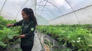 The Ohio Program 2021 - Mega Septiany Hutagaol