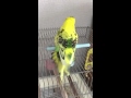 セキセイインコのブルブルをスローモーションで。