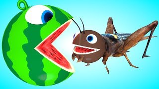 Pacman meets a cricket animal friends as he find surprise Worm PACMAN-watermelon roll on farm