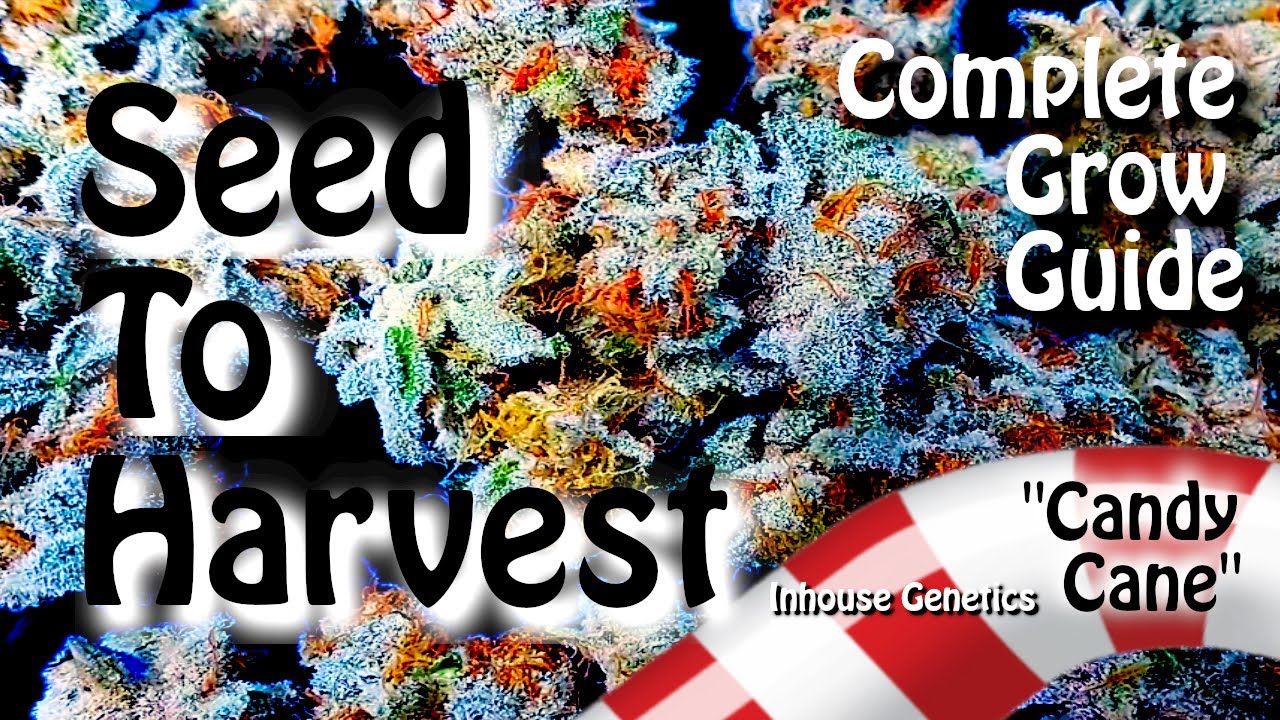 The most expensive seeds I've ever grown! Were they worth it? YouTube