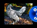 This chicken needs to be colored in | Silver Sebright Chicken