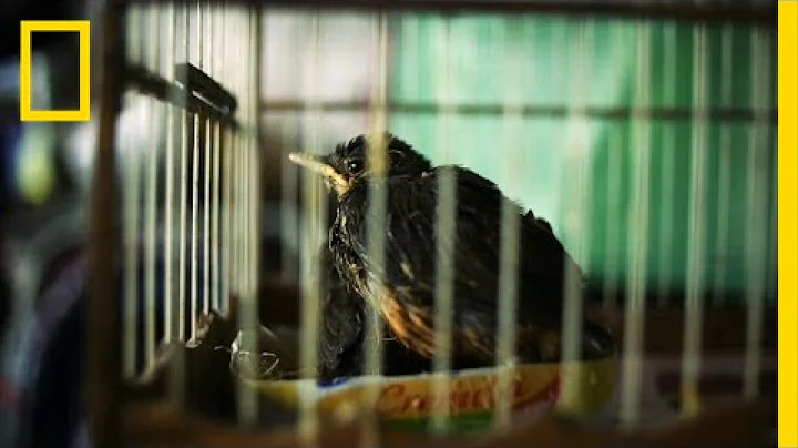 Fighting for Brazil's Stolen Species | National Ge...