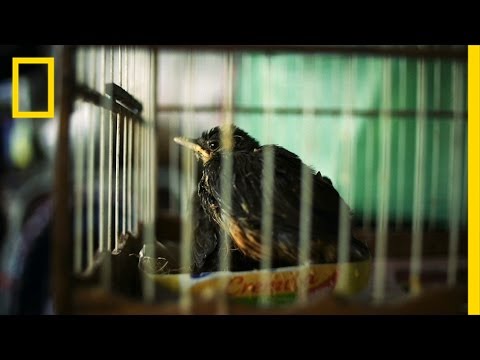 Fighting for Brazil's Stolen Species | National Geographic