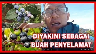 Buah Cantigi yang Kaya Manfaat - Pendaki Wajib Tau Nih !!!