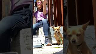 3 in 1 Two-Step - Miss Moonshine with Mr B - Chihuahua oldtime fiddle dog